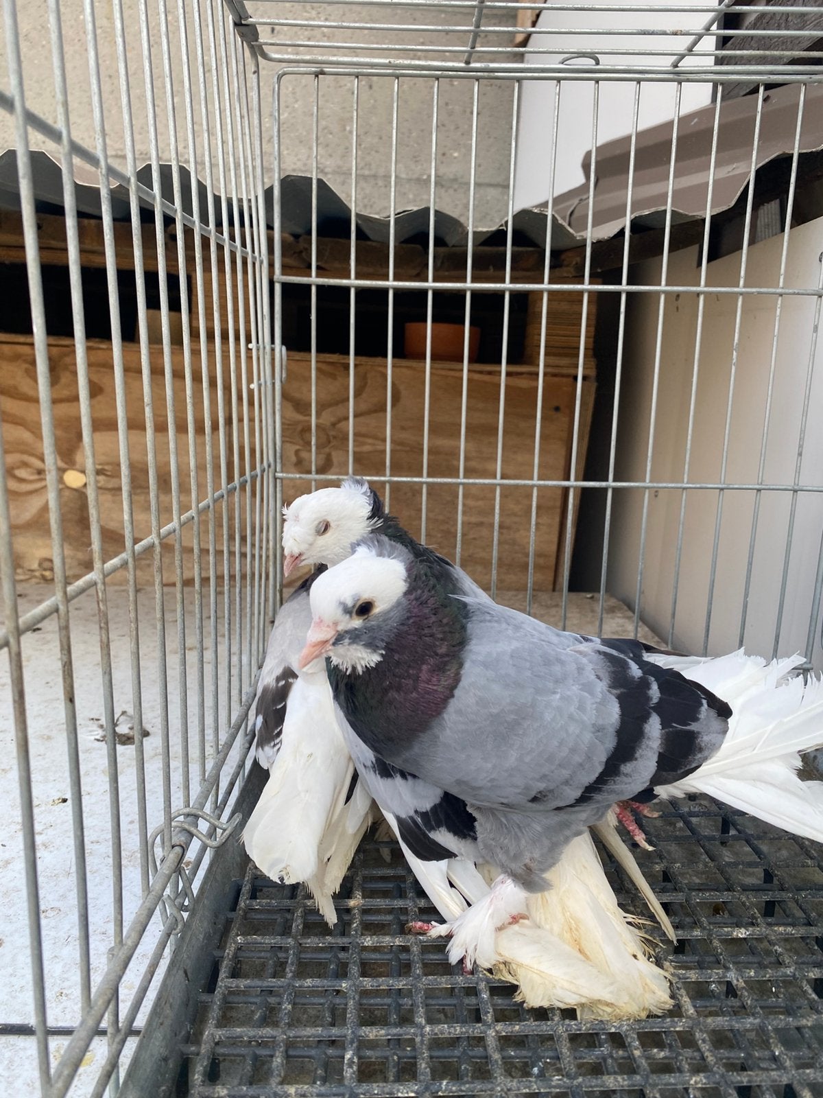 Takla ala 3x, Dieren en Toebehoren