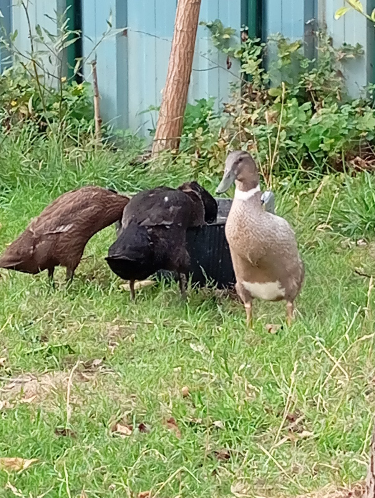 jonge loopeendjes, Animaux & Accessoires, Volatiles, Femelle, Canard