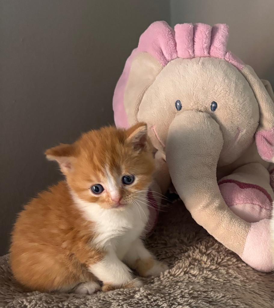 Brits korthaar kitten💙, Dieren en Toebehoren, Katten en Kittens | Raskatten | Korthaar, Kater, Gechipt, 0 tot 2 jaar