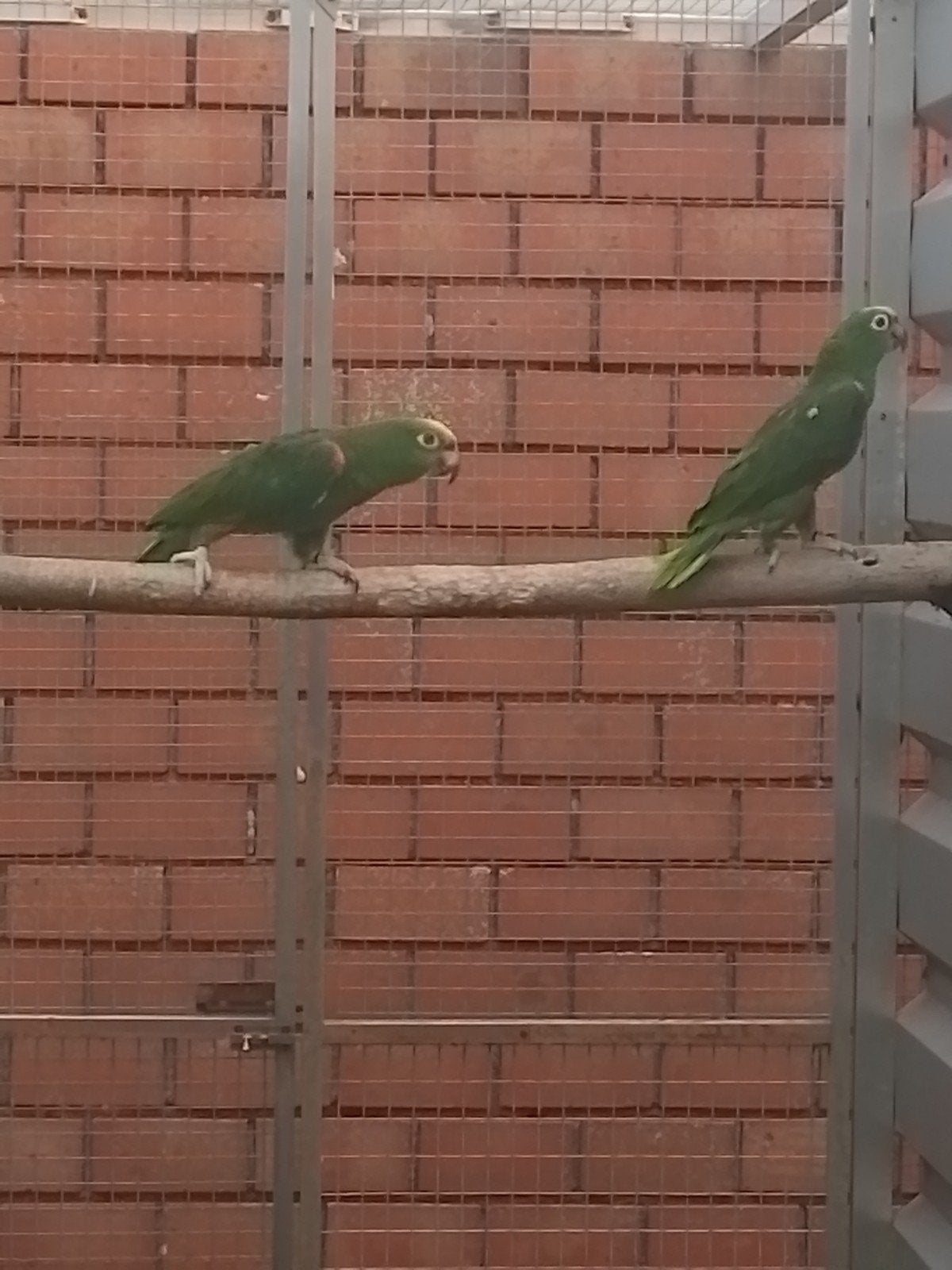 2-2 Geelvoorhoofd amazone brr., Plusieurs animaux, Perroquet, Bagué