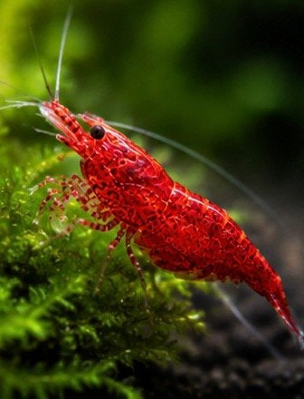 Bloody Mary garnalen – A-grade – €1,50/stuk, Homard, Crabe ou Crevette