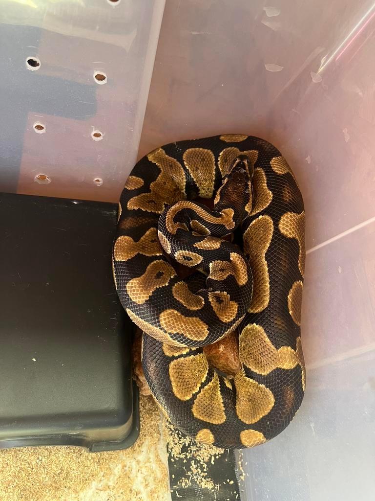 Lot de 4 python reguis + rack, Serpent, Avec terrarium, 3 à 6 ans