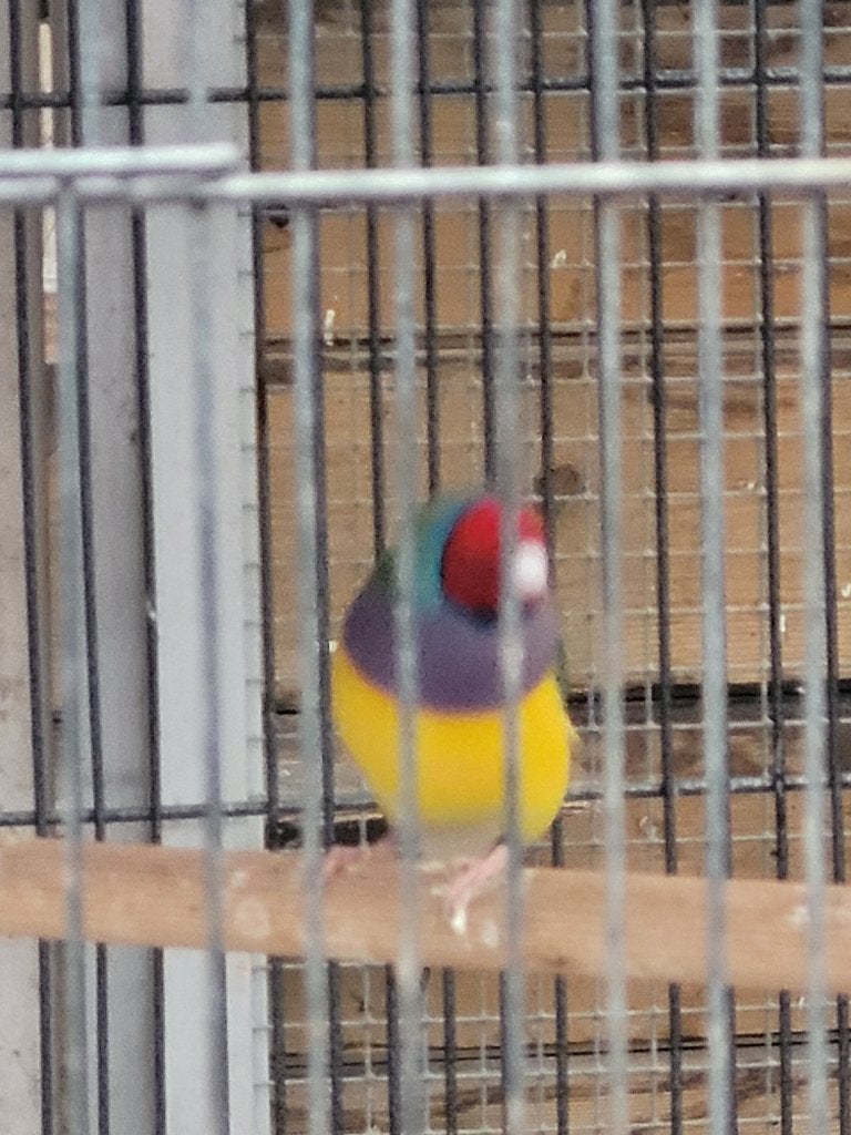 Gouldamadine mannen, Mâle, Oiseau tropical, Bagué