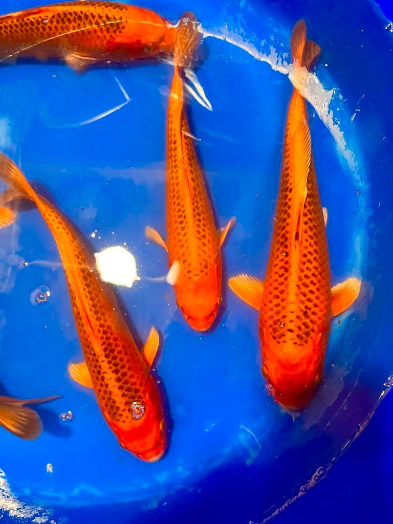 Matsuba Jumbo Tosai Kin 34-37 cm, Animaux & Accessoires, Poissons | Poissons d'étang, Carpe ou Koï