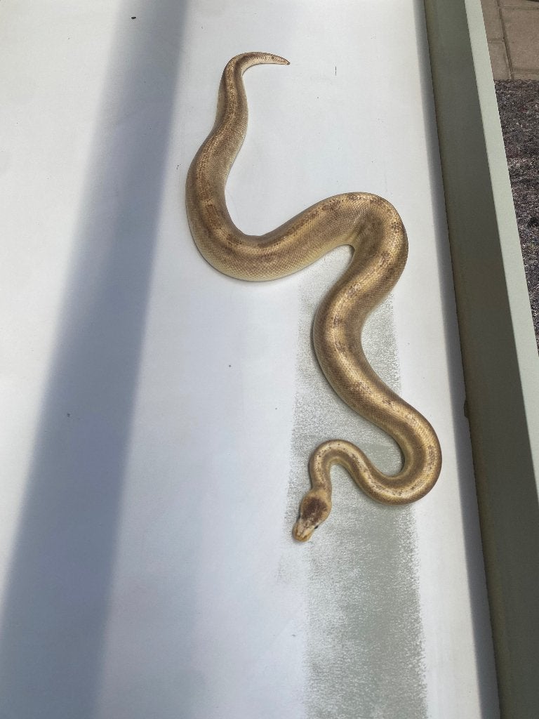 Volwassen mannelijke koningspython zoekt een nieuwe thuis, Serpent, Domestique, 7 à 10 ans