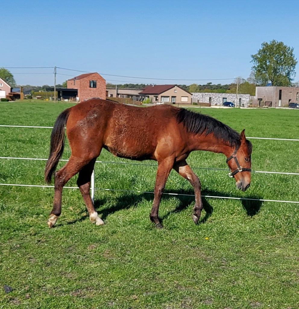 Jaarling paint merrie, Merrie, Minder dan 160 cm, Met stamboom, 0 tot 2 jaar
