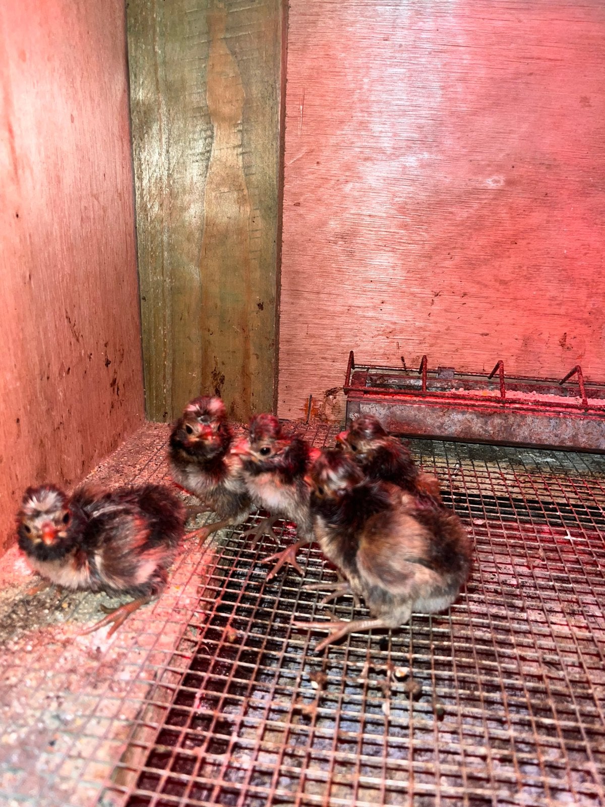 Padua goud kuiken, Dieren en Toebehoren, Meerdere dieren, Kip