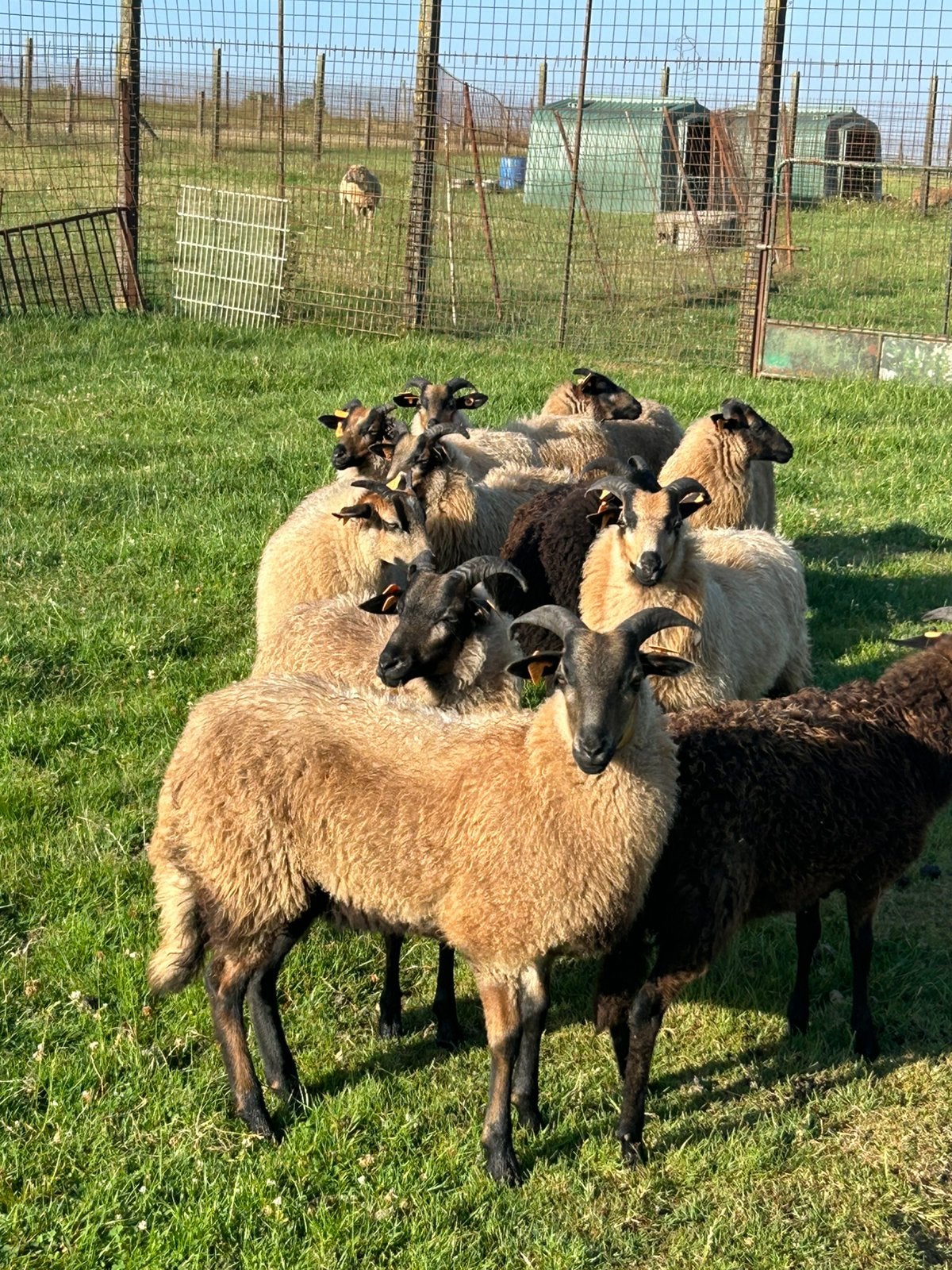 12 prachtige mooie jonge ooien ( vrouwelijk ) drents schaap, Dieren en Toebehoren, Vrouwelijk, Schaap