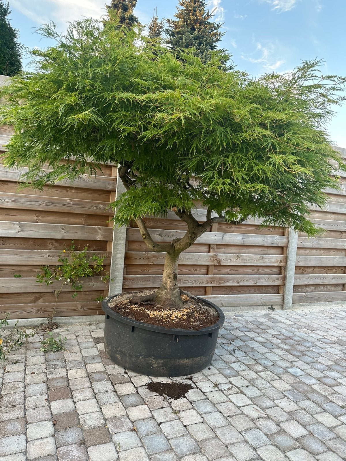Oude japanse esdoorn, Ophalen