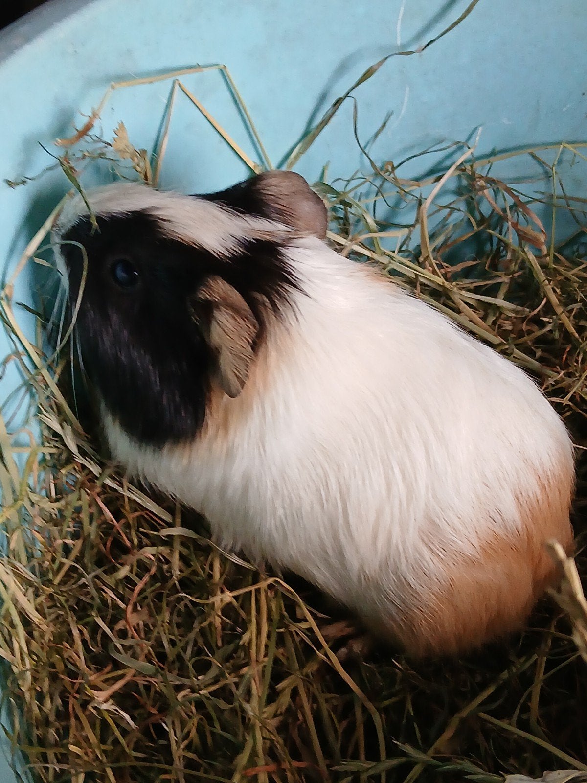 Jonge cavia  beertje, Dieren en Toebehoren, Knaagdieren, Mei, Mannelijk, Cavia