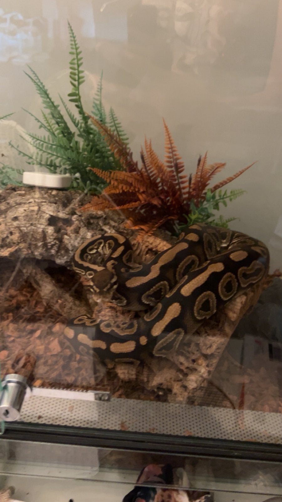 Koningspython + terrarium, Ophalen, Zo goed als nieuw