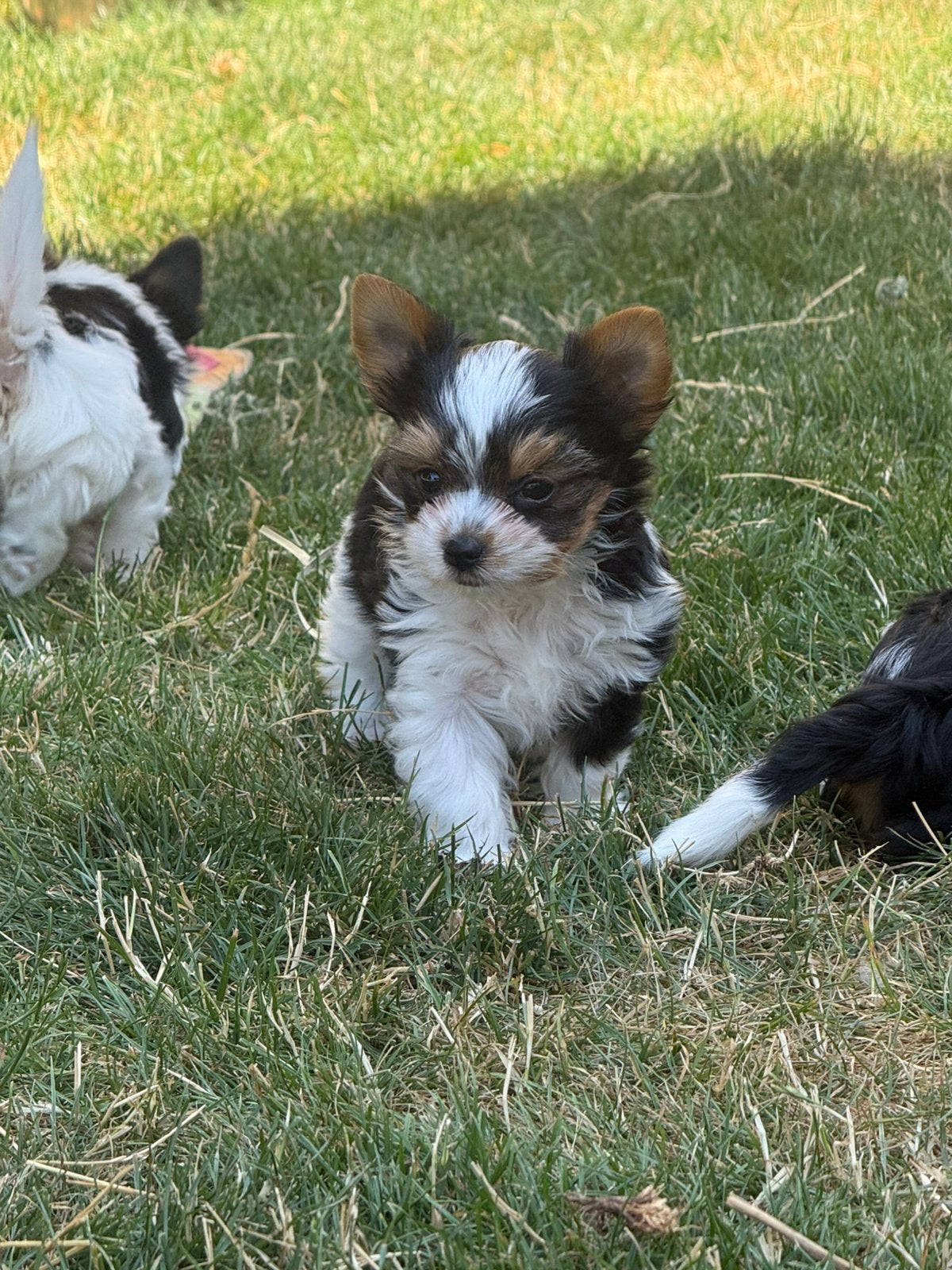 Biewer york puppies, Animaux & Accessoires, Chiens | Jack Russell & Terriers, Yorkshire Terrier, Plusieurs, Hépatite contagieuse (maladie de Rubarth)