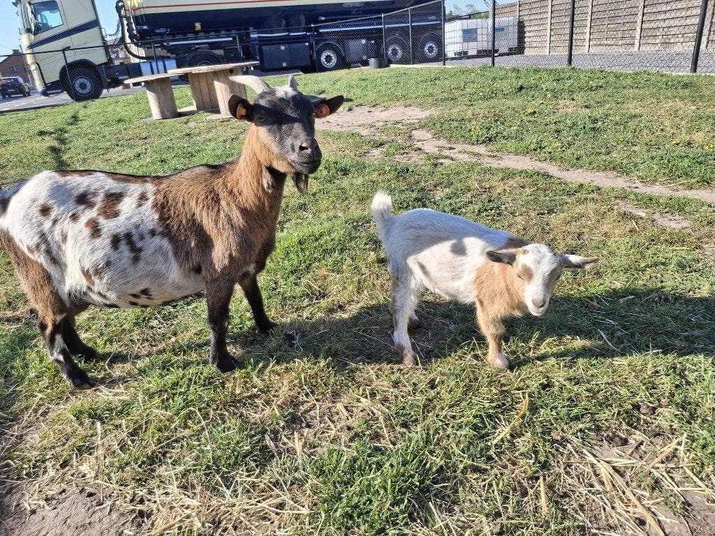Geitjes, Femelle, Chèvre, 0 à 2 ans