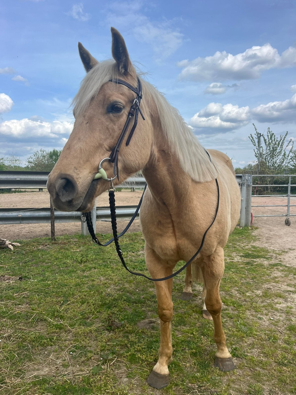 Hoofdstel maat cob + bit 13,5cm NIEUW, Dieren en Toebehoren, Ophalen, Nieuw, Western