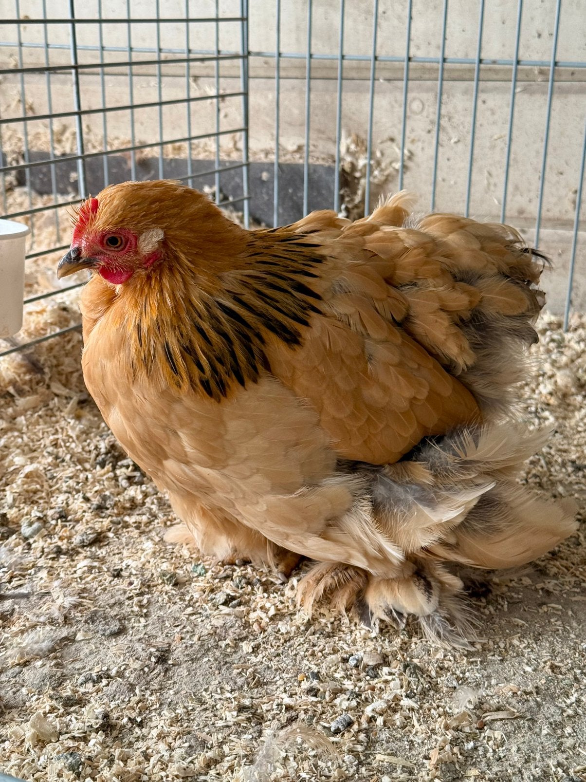 Cochin kriel hen
