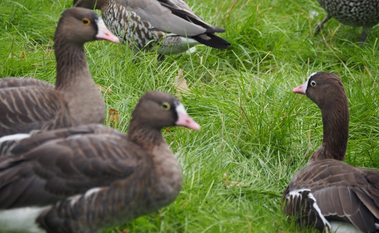 ganzen goudoogganzen, Dieren en Toebehoren, Meerdere dieren, Gans of Zwaan