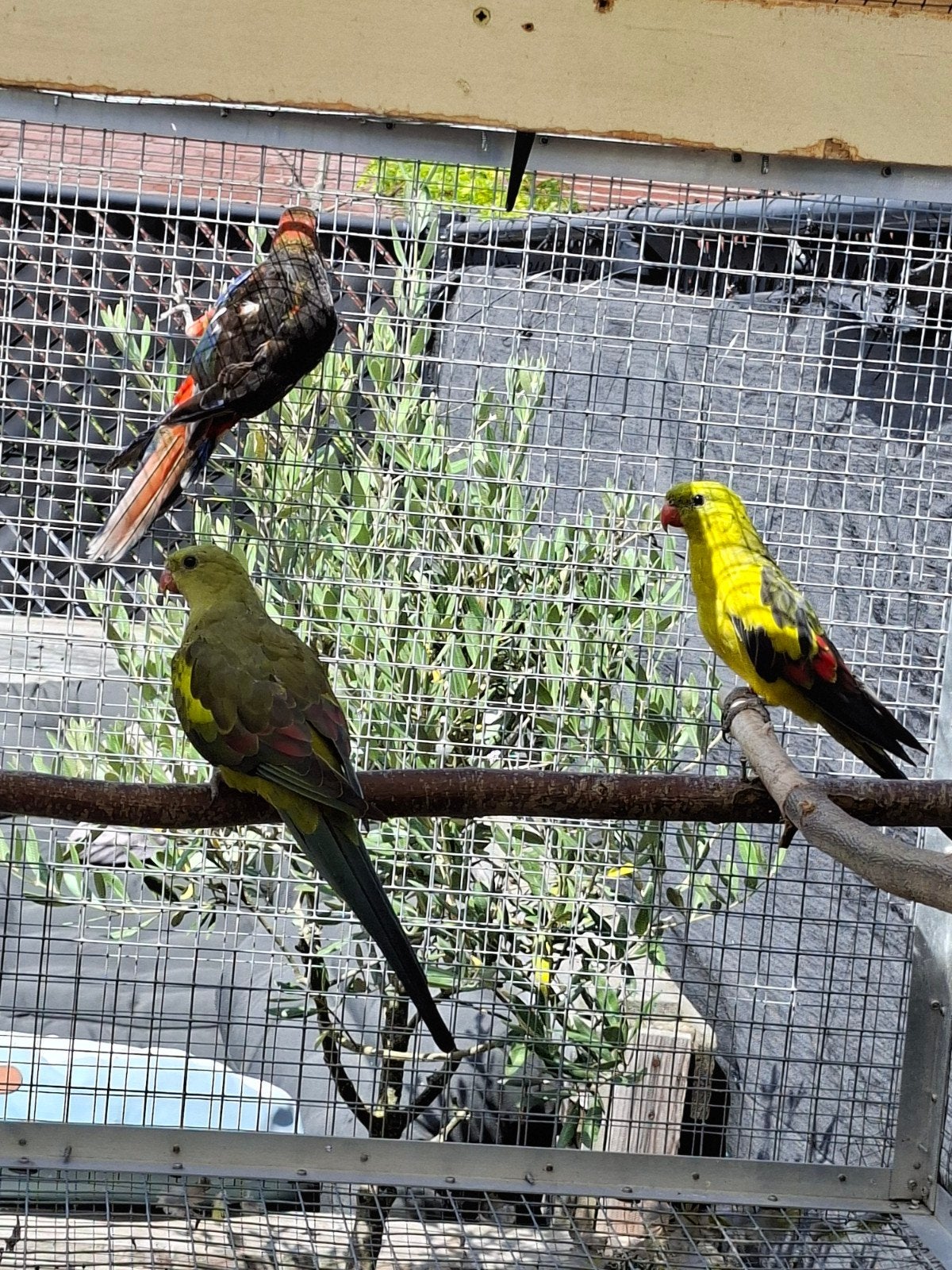 rosella parkieten
