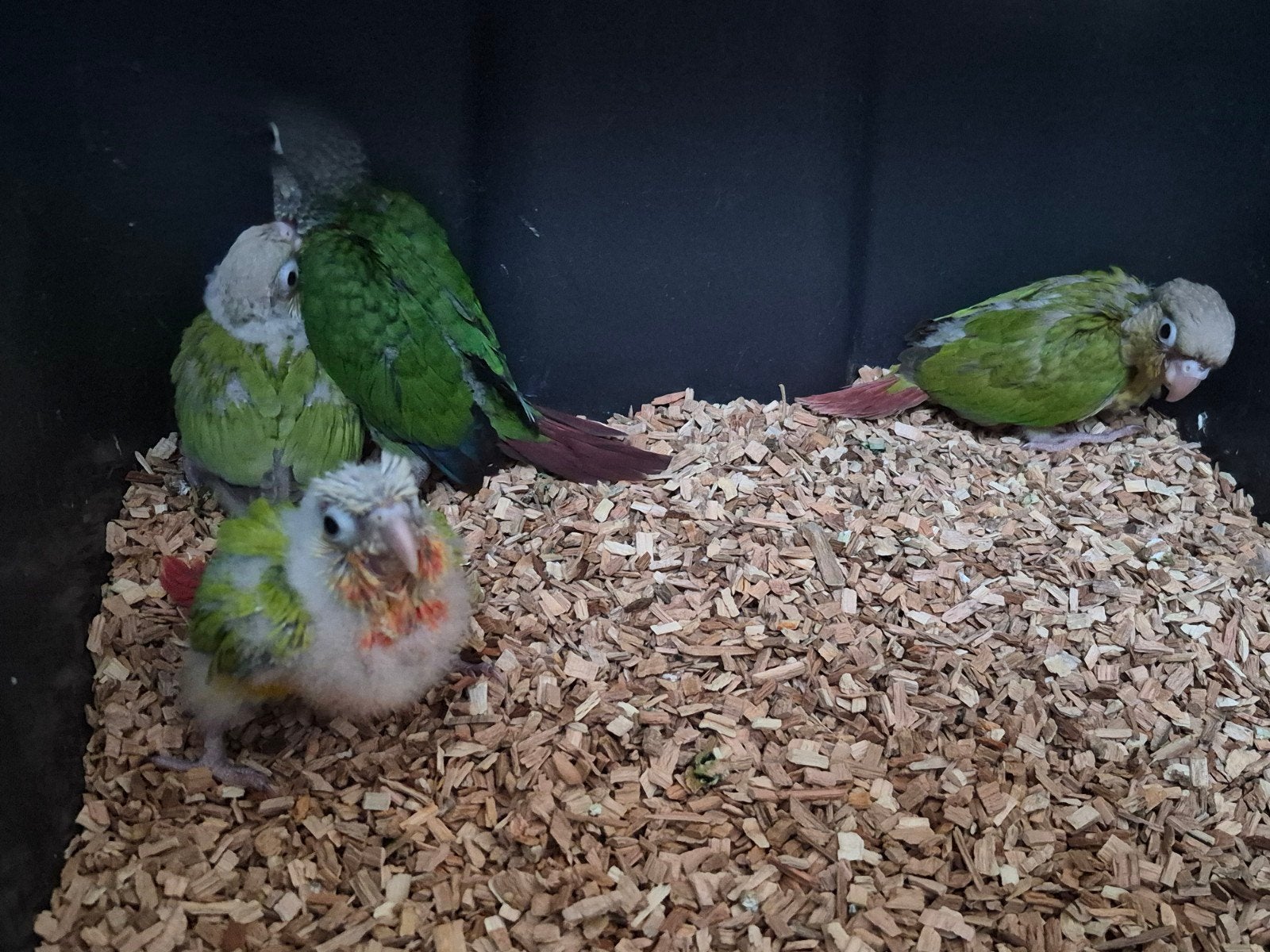 4 bébé pyrrhura a vendre ou échange, Animaux & Accessoires