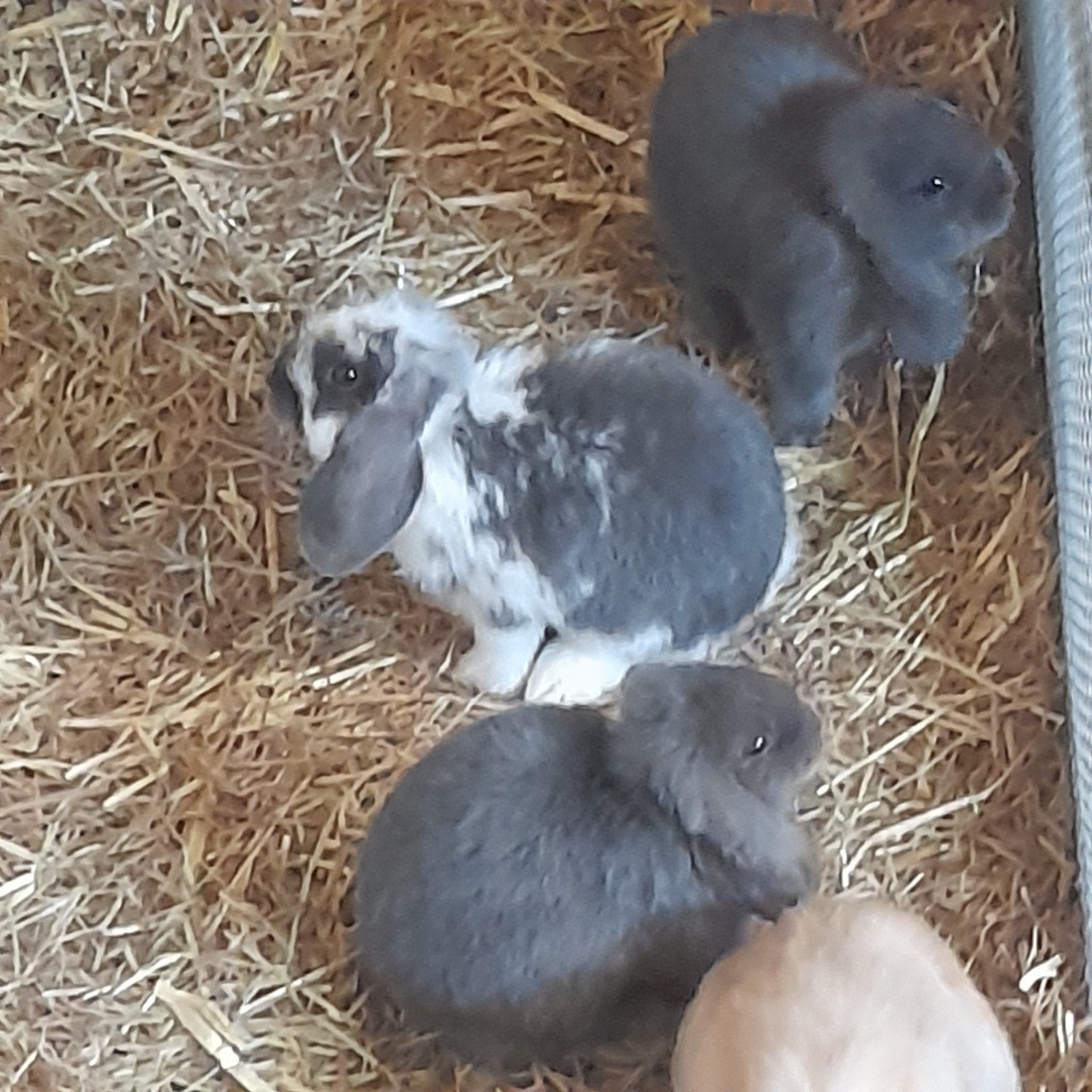 Nhd  (dwerghangoor konijn), Dieren en Toebehoren, Konijnen