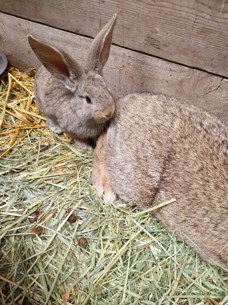 Lapereau geant des flandres, Neuf, Lapin, Moins de 60 cm, Autres types