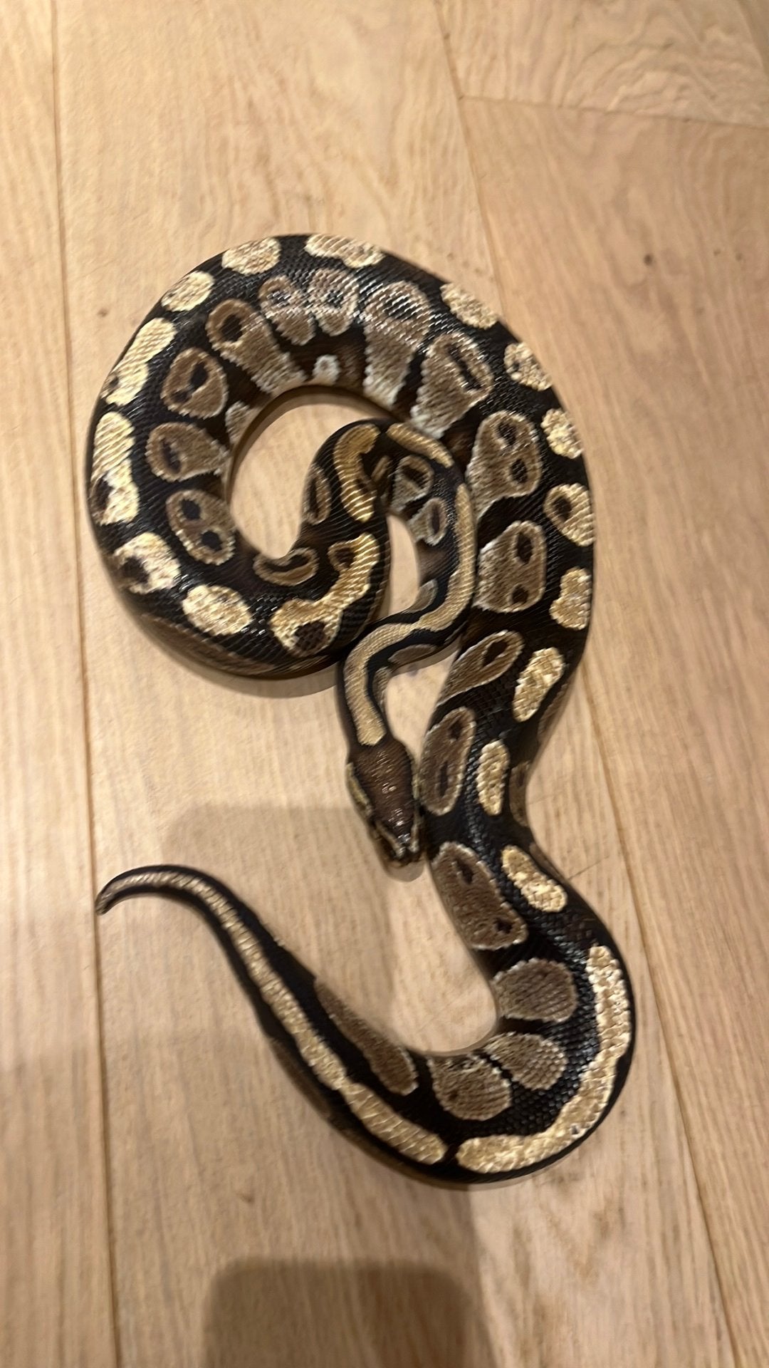Python Réjus, Animaux & Accessoires, Serpent, Domestique, 0 à 2 ans