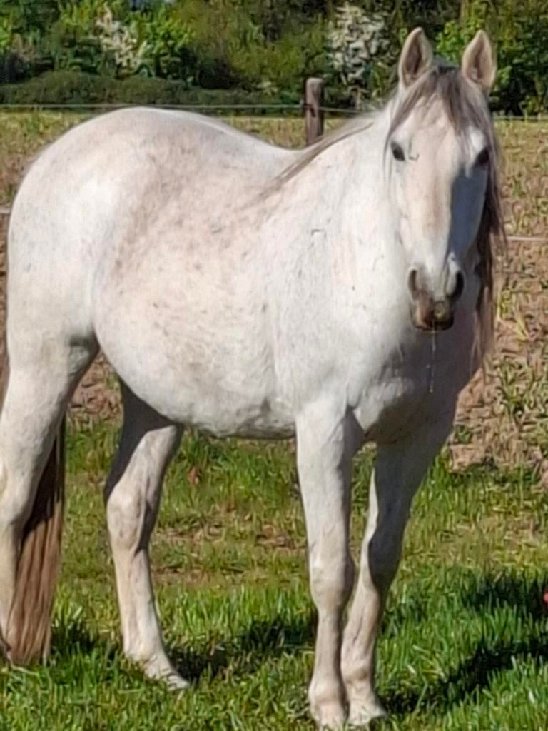 Spaanse paarden, Dieren en Toebehoren, Paarden, Merrie