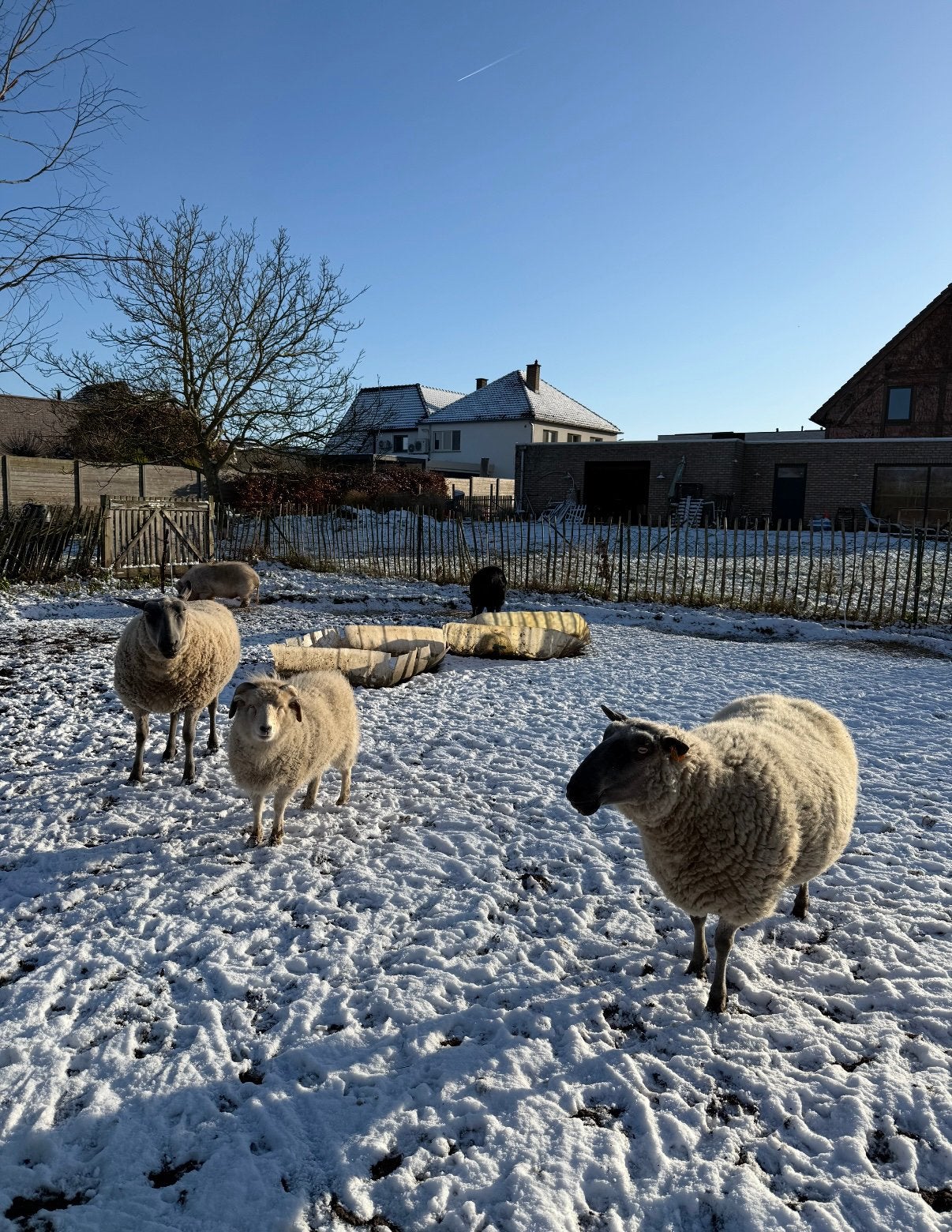 1 zak schapenwol van deze 3., Mouton