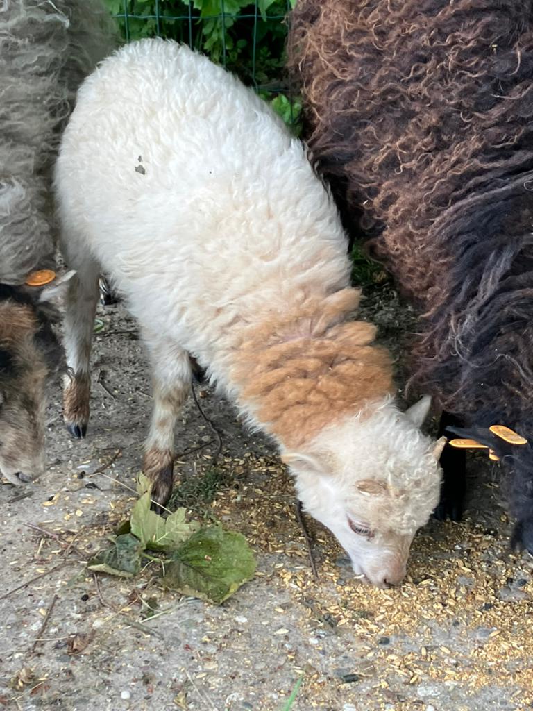 Witte Ouessant ram, Mannelijk, Schaap, 0 tot 2 jaar