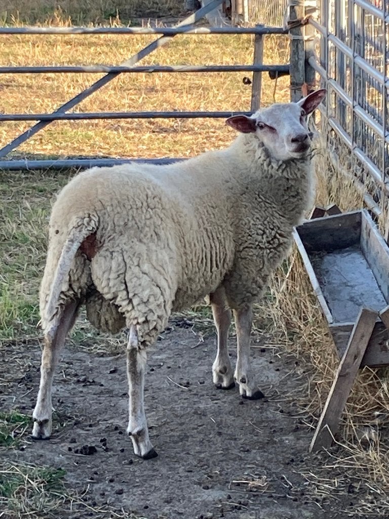 Schapen, Mannelijk, Schaap, 0 tot 2 jaar