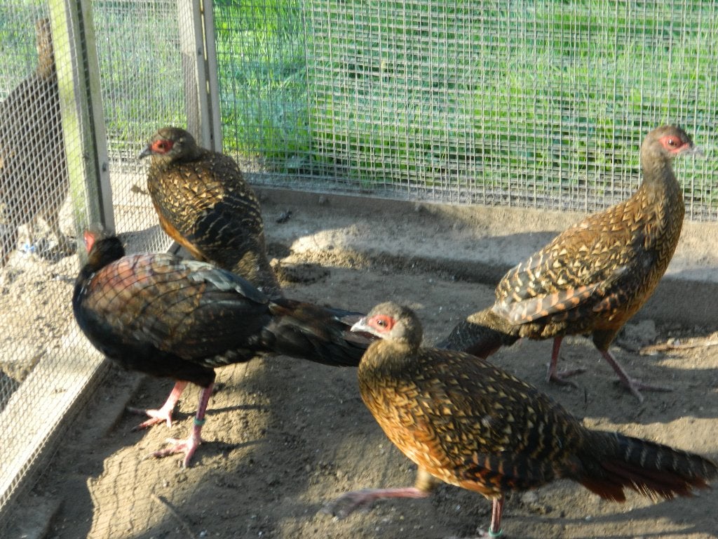 fazanten, April, Meerdere dieren