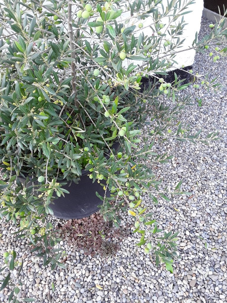 Olijfboom, Tuin en Terras, Ophalen, In pot, Olijfboom