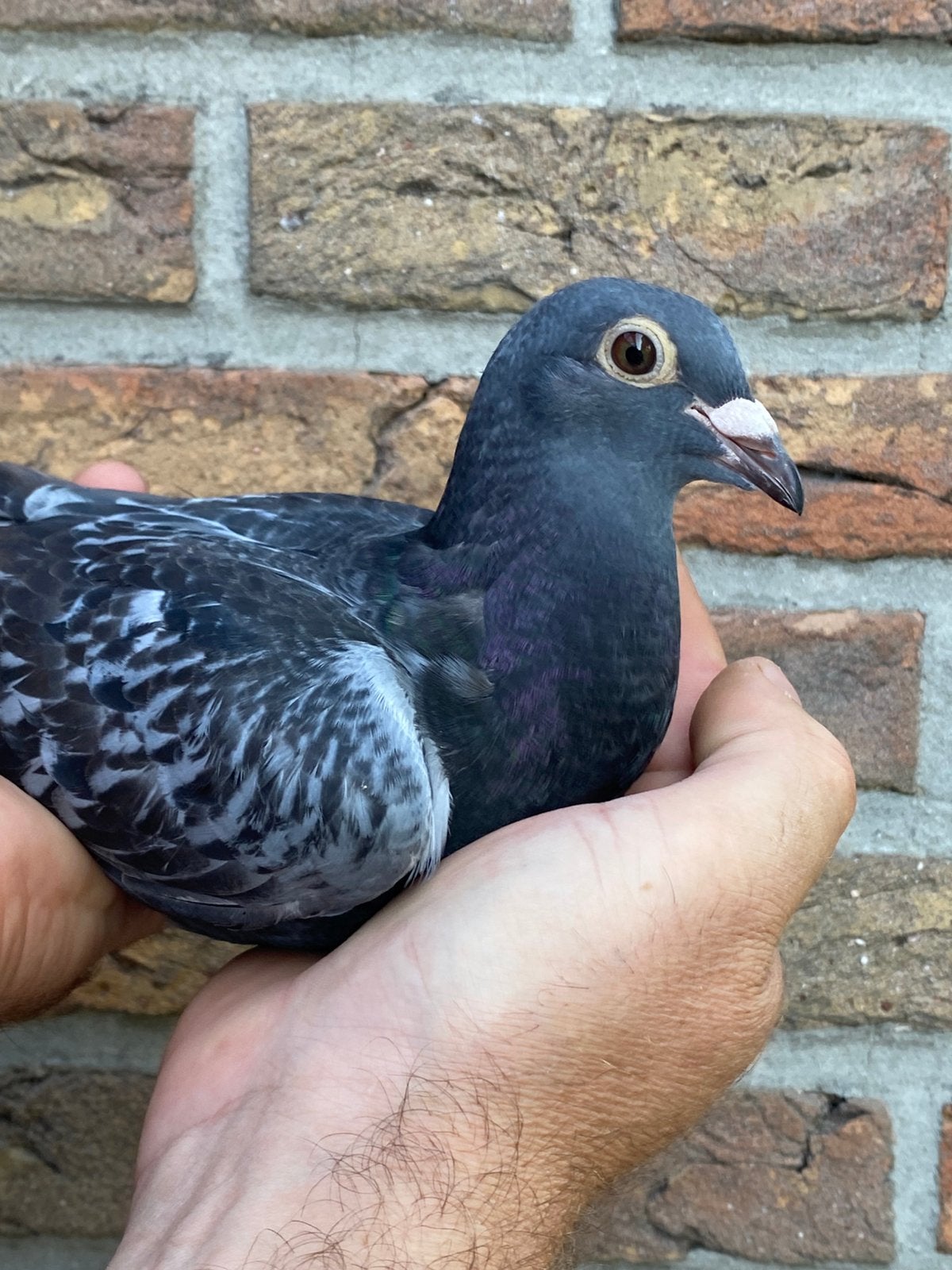 Huile d'orange de lignée Doffer '26 et éleveur Brugemann, Mâle, Pigeon voyageur