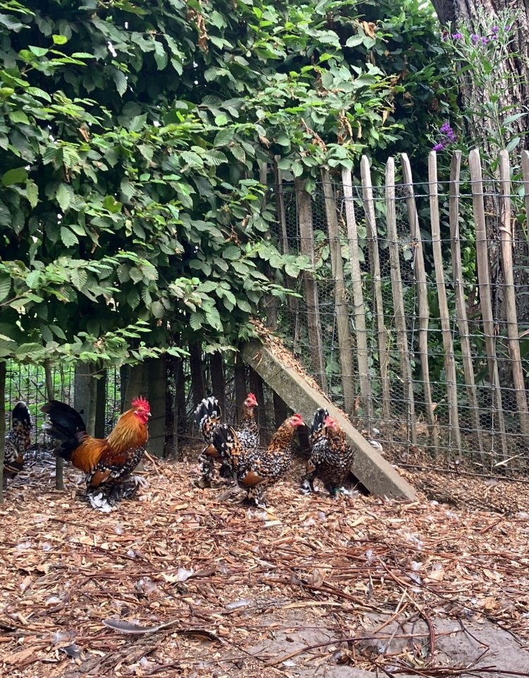 Toom Nederlandse Sabelpoot, Plusieurs animaux, Poule ou poulet