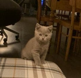 Chaton British Shorthair Lilac avec pedigree, Chat, Avec pedigree, 0 à 2 ans