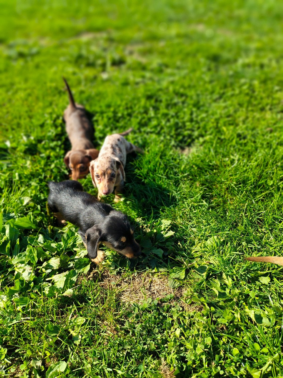 beaux chiots teckel, Maladie de Carré (chiens), Chienne, Belgique, Poils durs