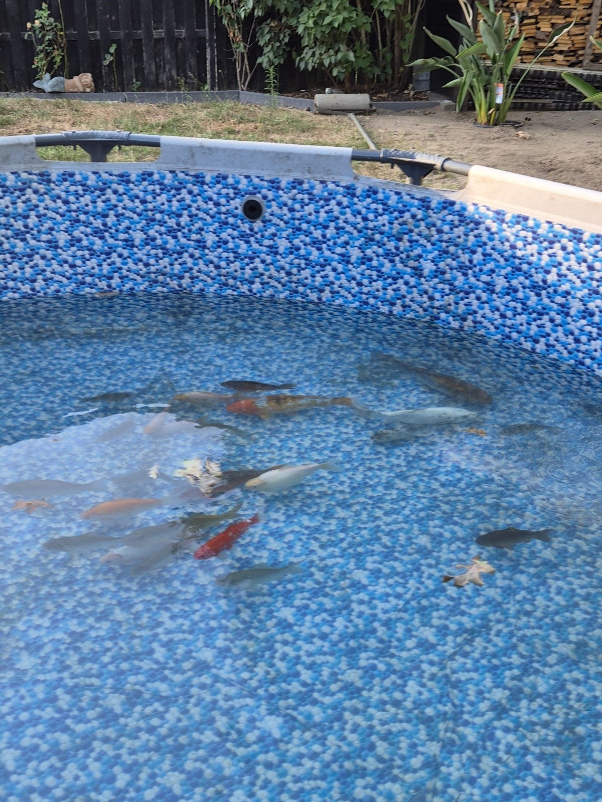 poisson a vendre