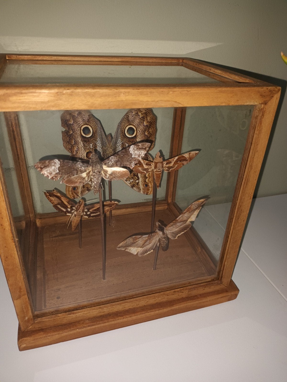 vintage insectenkas met opgezette nachtvlinders, Ophalen