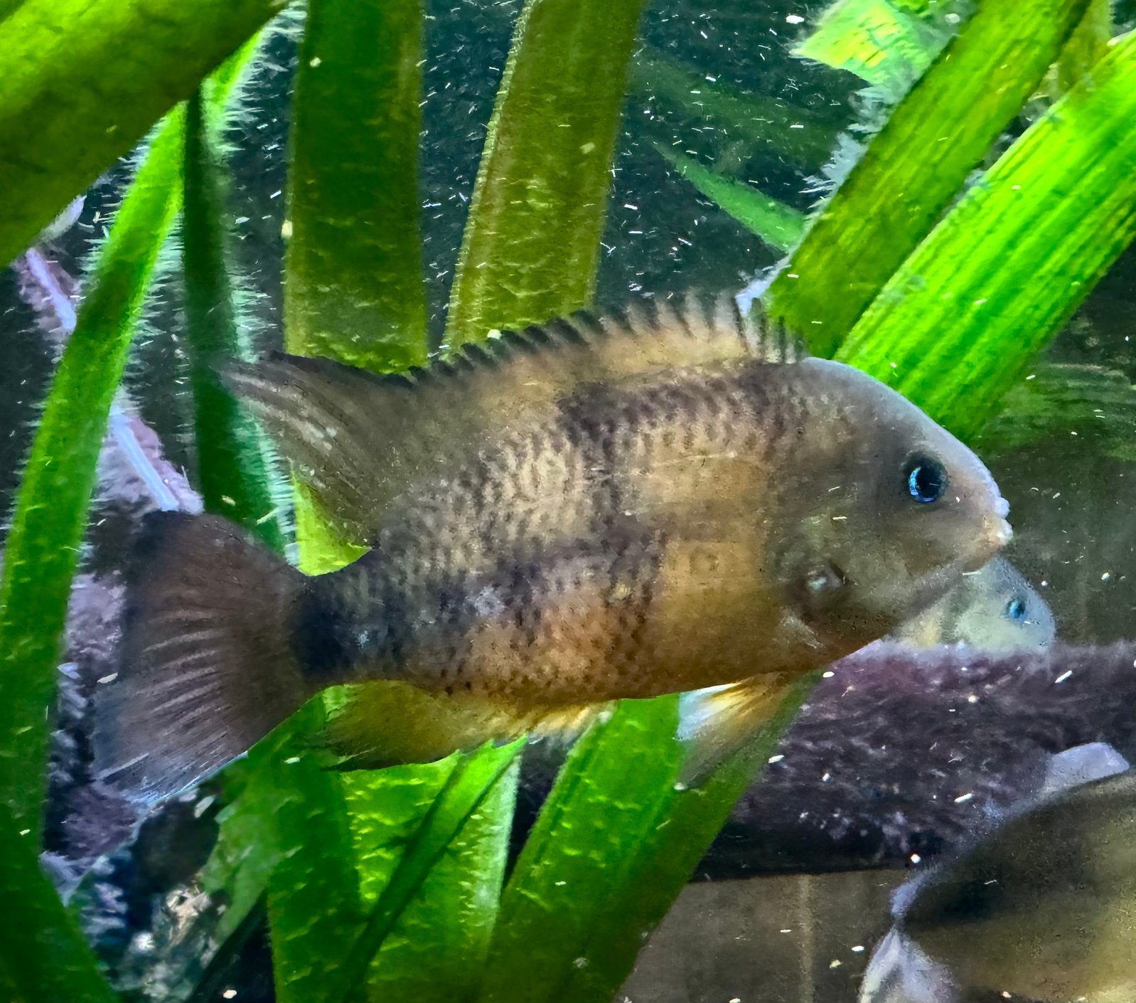 Blauwoog cichlide, Animaux & Accessoires, Poisson, Poisson d'eau douce