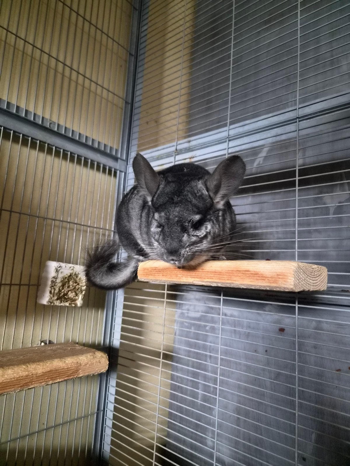 chinchilla zoekt nieuwe thuis, Ophalen, Chinchilla