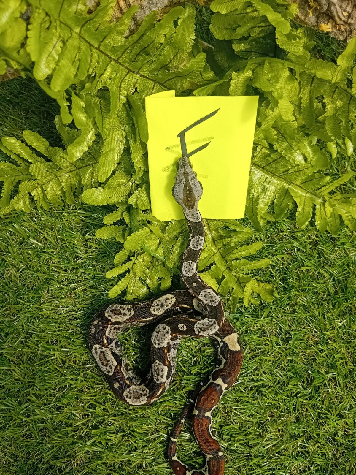 12 jonge boa constrictor imperator, Animaux & Accessoires, Serpent, Domestique, 0 à 2 ans