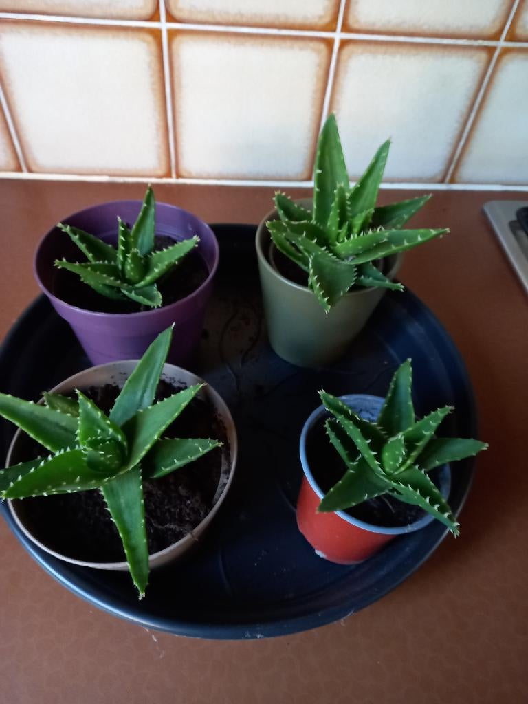 Aloe Mitriformis ( vetplant), Ophalen, Vetplant