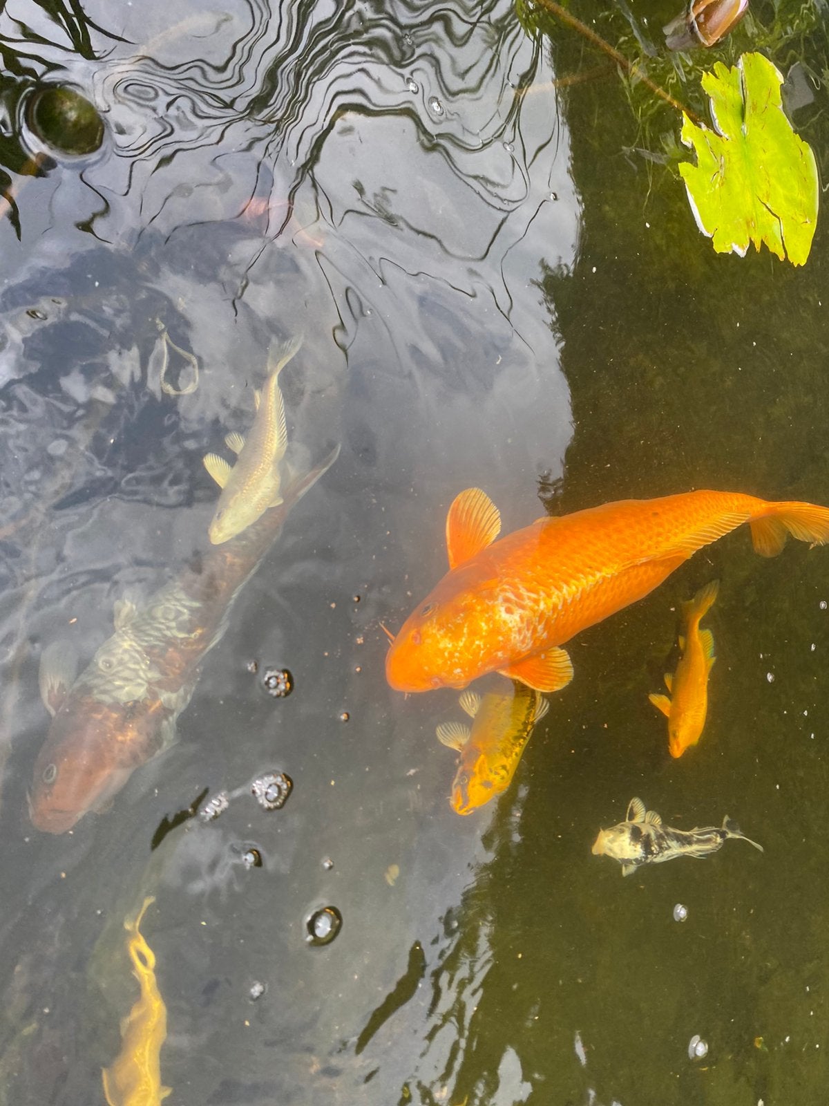 Koi Geel 40cm+ & andere grote koi