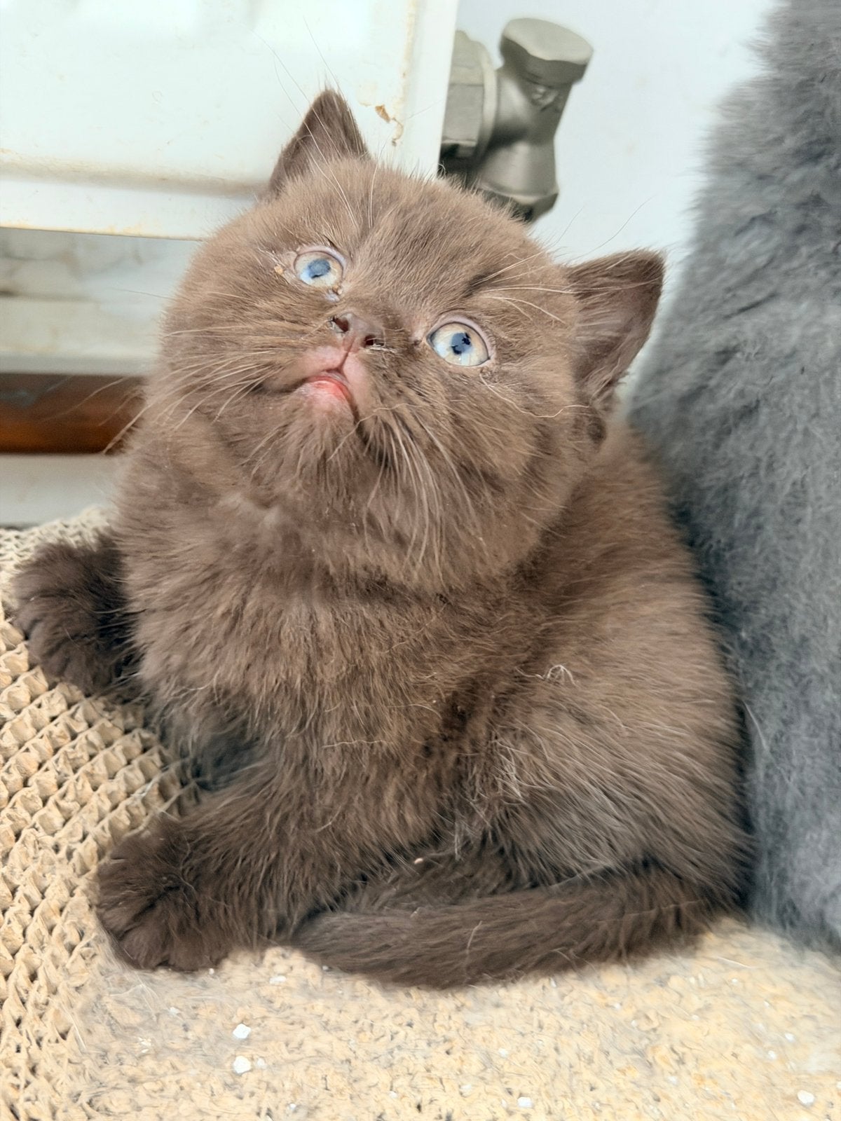 Britse korthaar kittens met stamboom, Dieren en Toebehoren, 0 tot 2 jaar