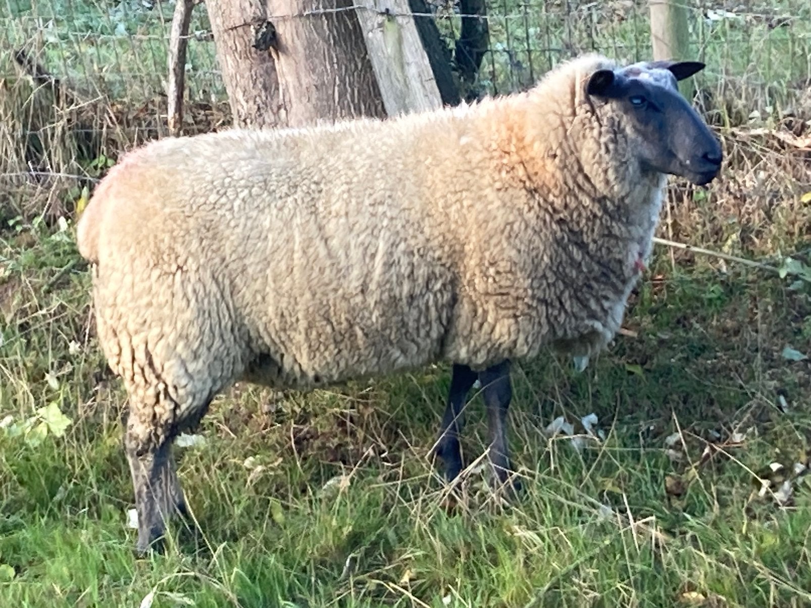Bleu du Maine ooi 1 jaar oud, Dieren en Toebehoren