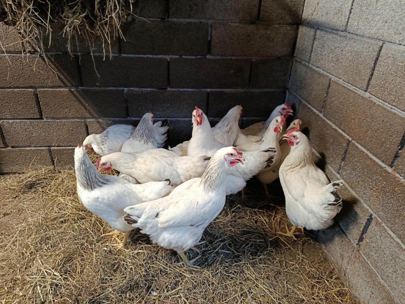 sussex toplegkippen, Dieren en Toebehoren, Pluimvee, Kip