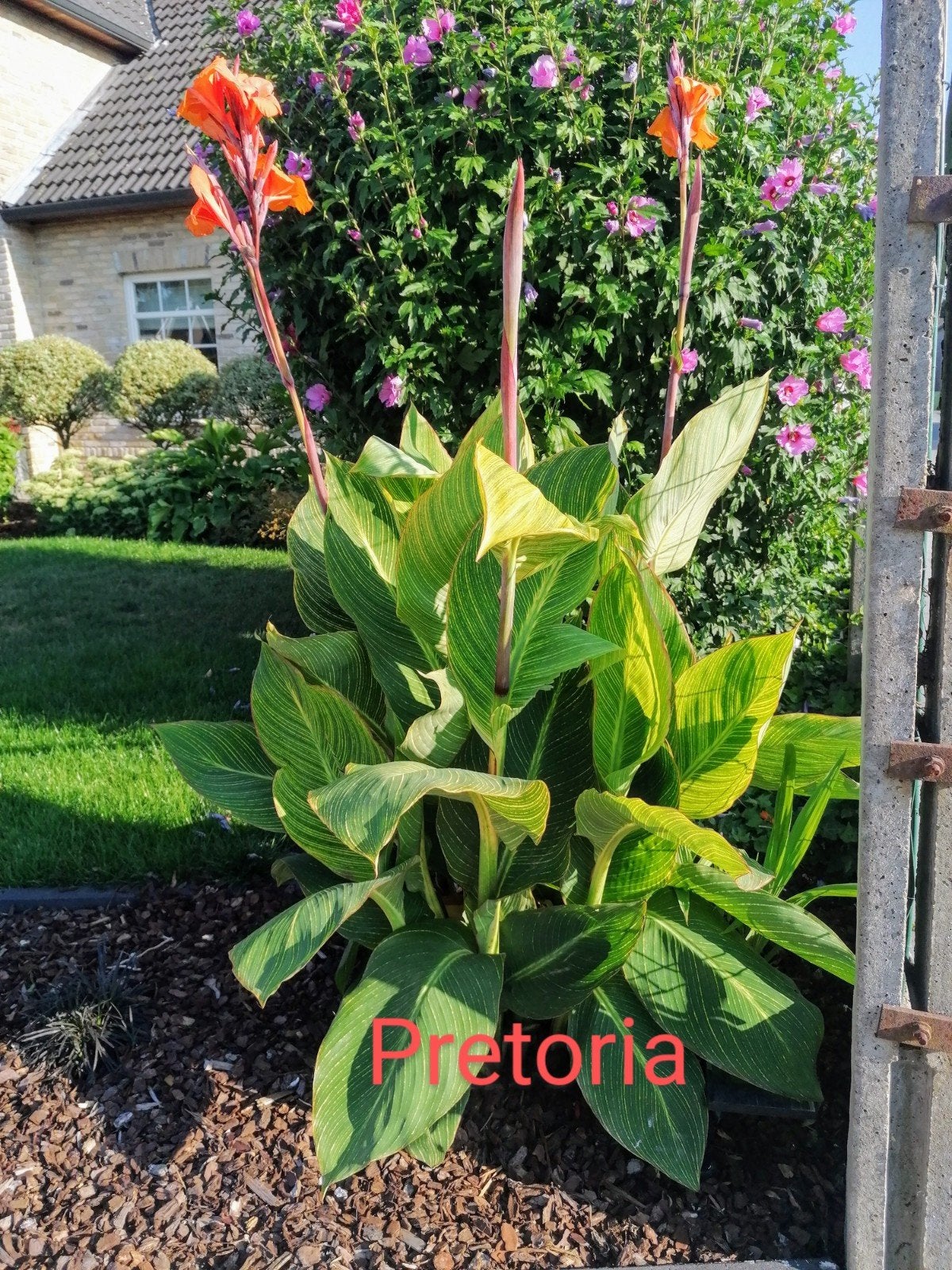 Canna Pretoria, Enlèvement