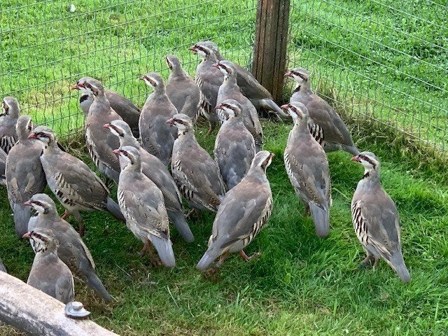 patrijzen patrijs  Chukar Patrijs en Europese Patrijs, Dieren en Toebehoren