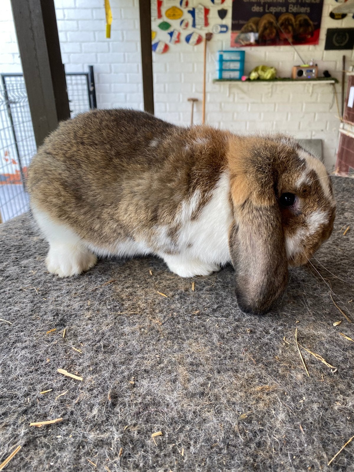 Duitse hangoor konijn, Dieren en Toebehoren, Hangoor