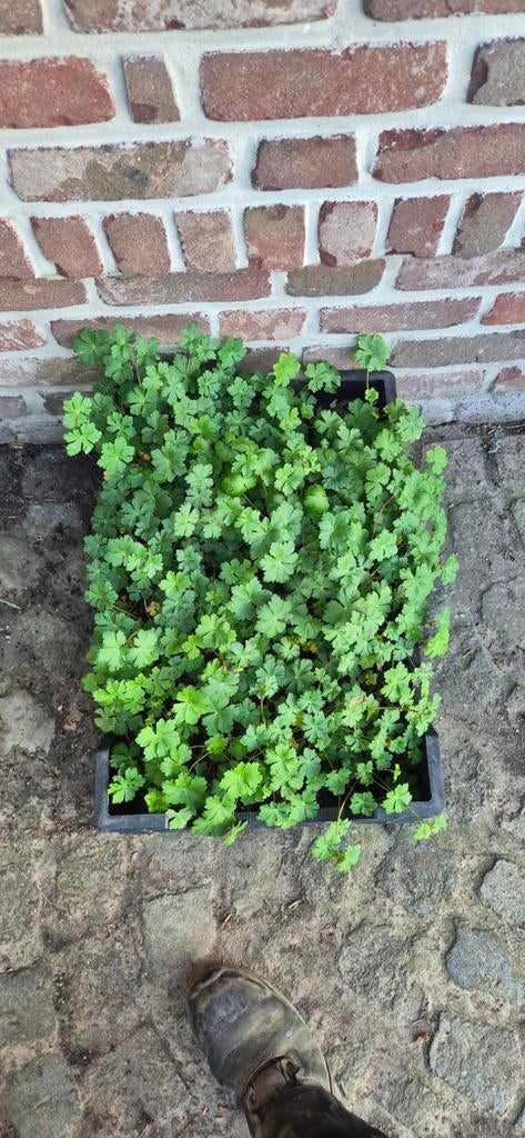 Geranium Cantabrigiense Biokovo bodembedekker, Tuin en Terras, Ophalen