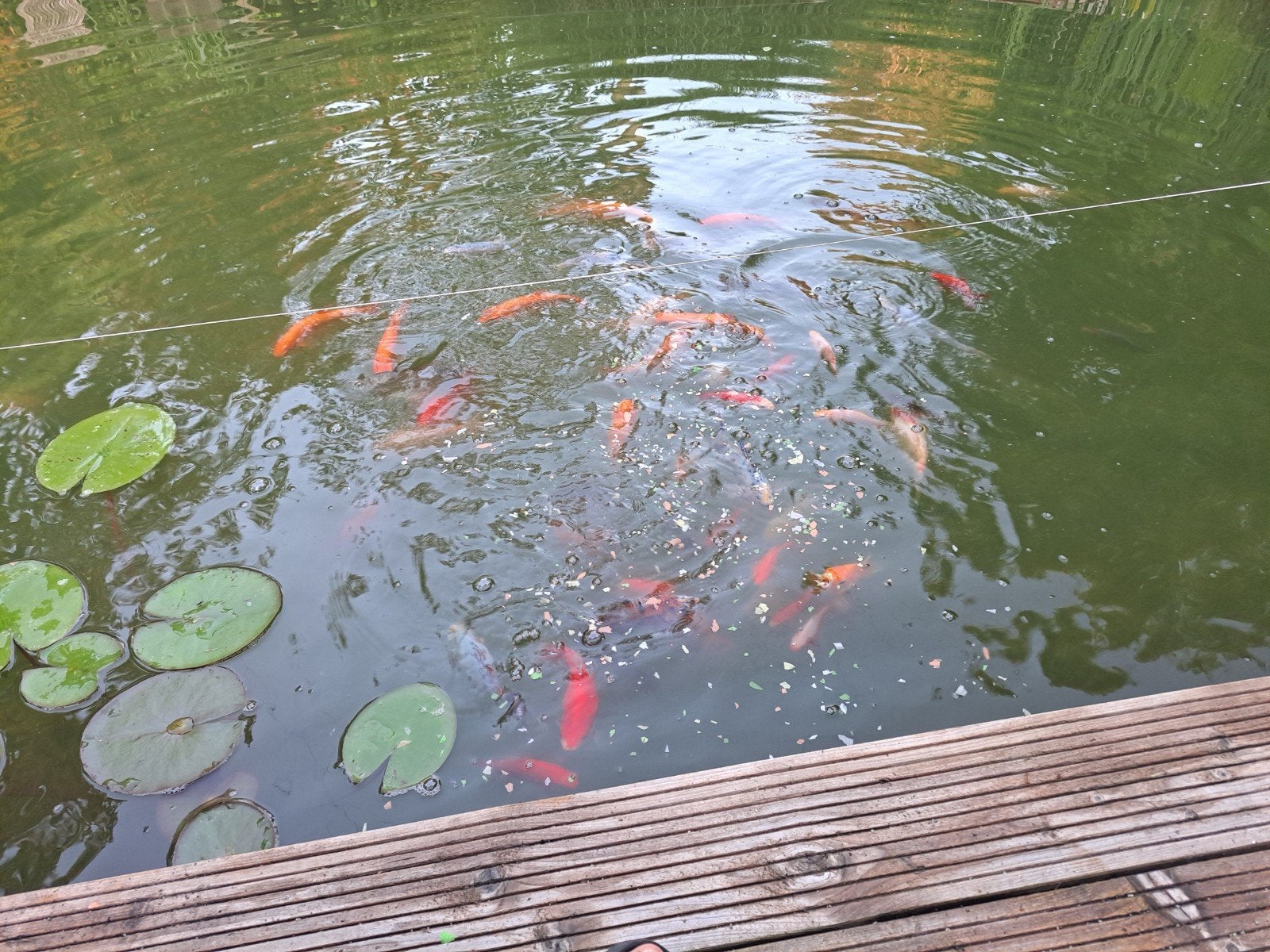 vijvervissen wit, geel, rood, Tuin en Terras, Ophalen